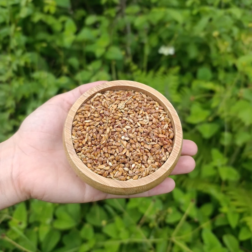 Süpürge Tohumu (1 kg)