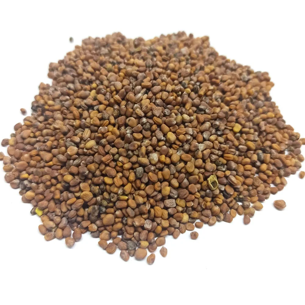 Turp Tohumu (1 kg) - Görsel 2